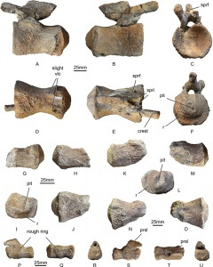 Vértebras caudales de saurópodos de Armuña